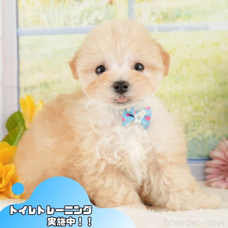 販売中の静岡県のマルプー:マルチーズ×トイプードル-428540の1枚目