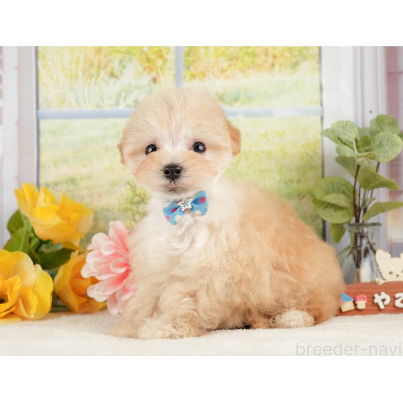 販売中の静岡県のマルプー:マルチーズ×トイプードル-428540の11枚目