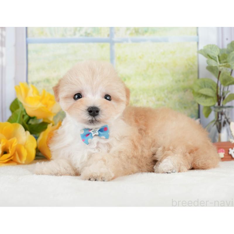 販売中の静岡県のマルプー:マルチーズ×トイプードル-428540の10枚目