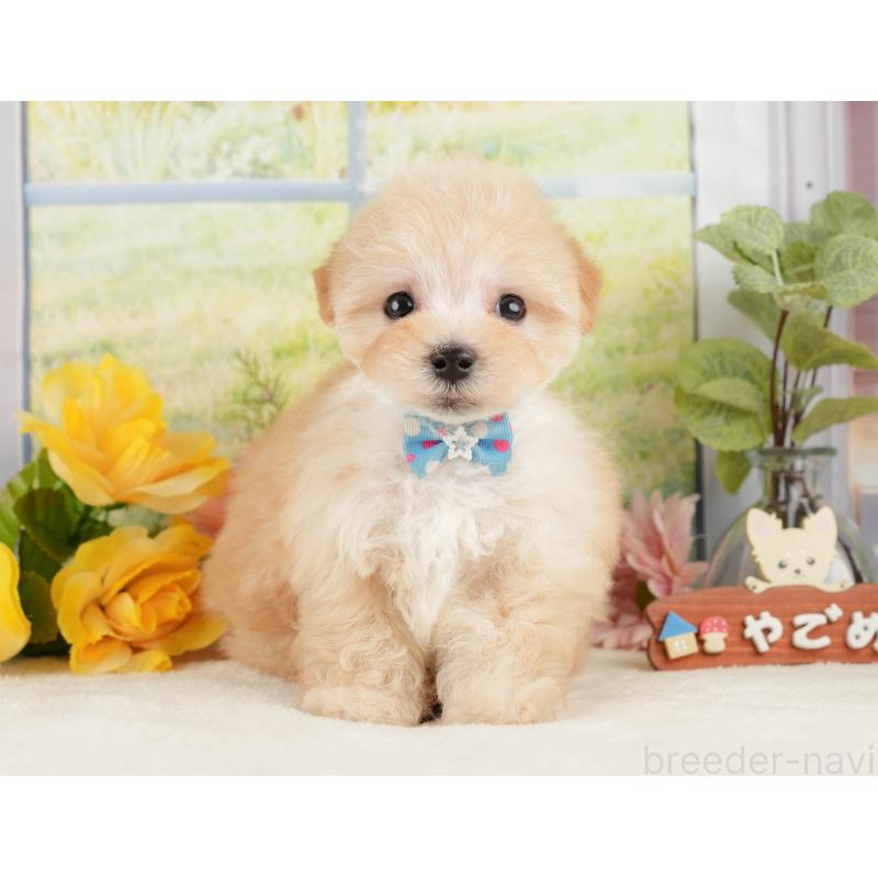 販売中の静岡県のマルプー:マルチーズ×トイプードル-428540の9枚目