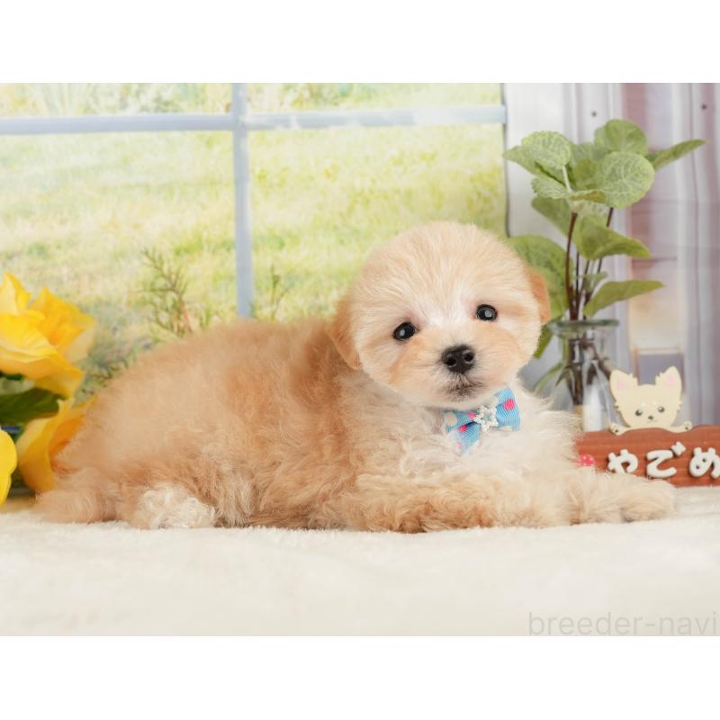 販売中の静岡県のマルプー:マルチーズ×トイプードル-428540の8枚目