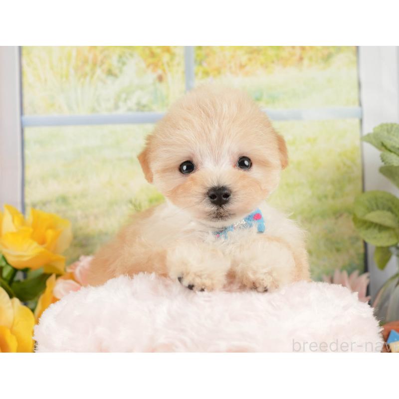 販売中の静岡県のマルプー:マルチーズ×トイプードル-428540の7枚目