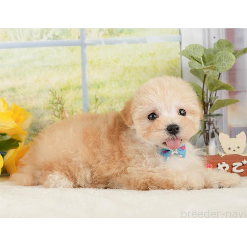 販売中の静岡県のマルプー:マルチーズ×トイプードル-428540の6枚目