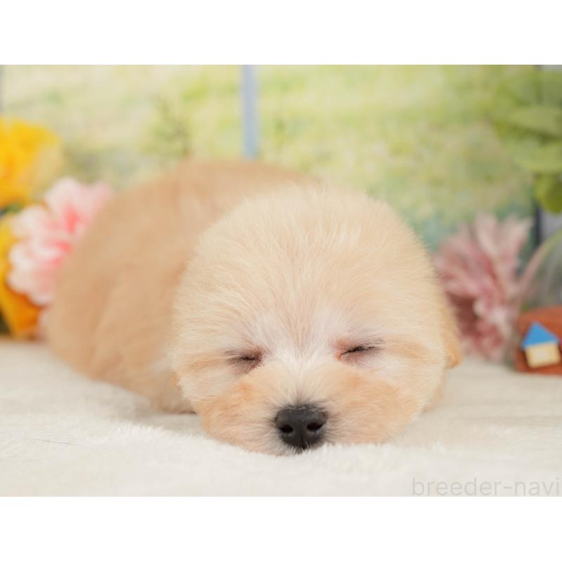 販売中の静岡県のマルプー:マルチーズ×トイプードル-428540の5枚目