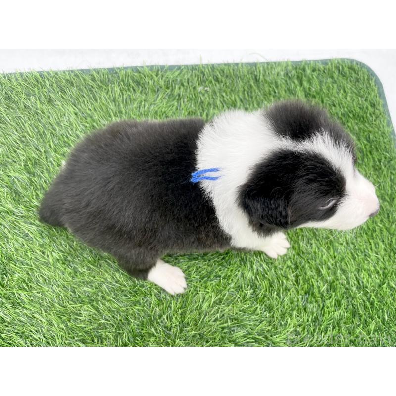 販売中の愛知県のボーダーコリー-428452の4枚目