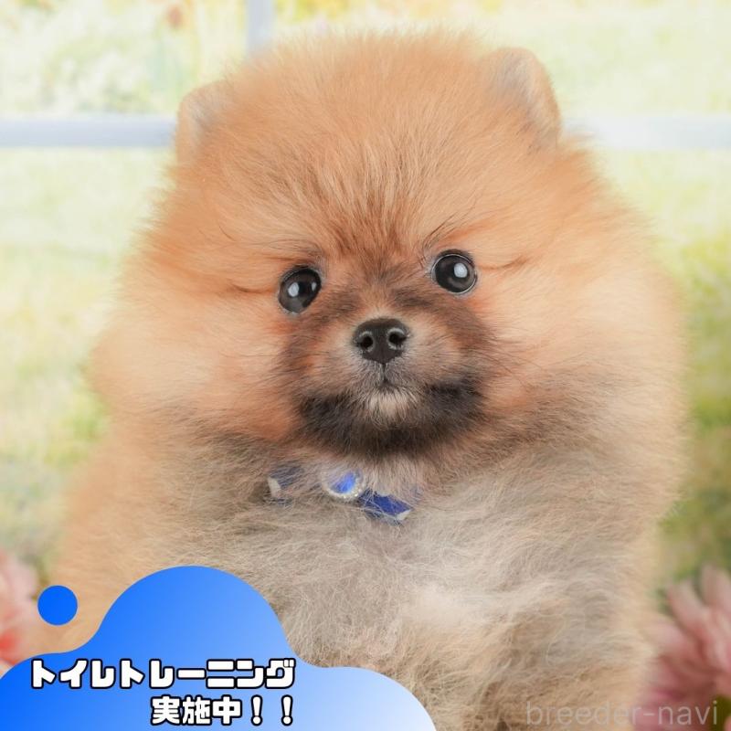 販売中の静岡県のポメラニアン-428532の1枚目