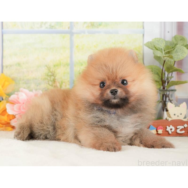 販売中の静岡県のポメラニアン-428532の10枚目