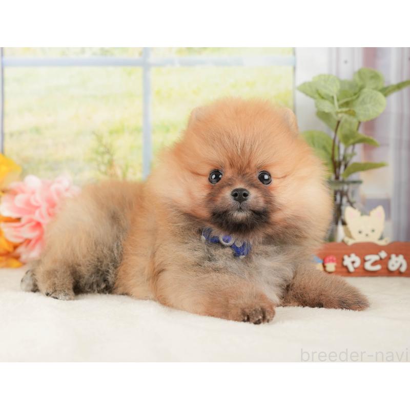 販売中の静岡県のポメラニアン-428532の8枚目