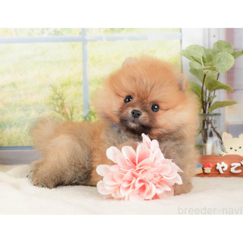 販売中の静岡県のポメラニアン-428532の5枚目