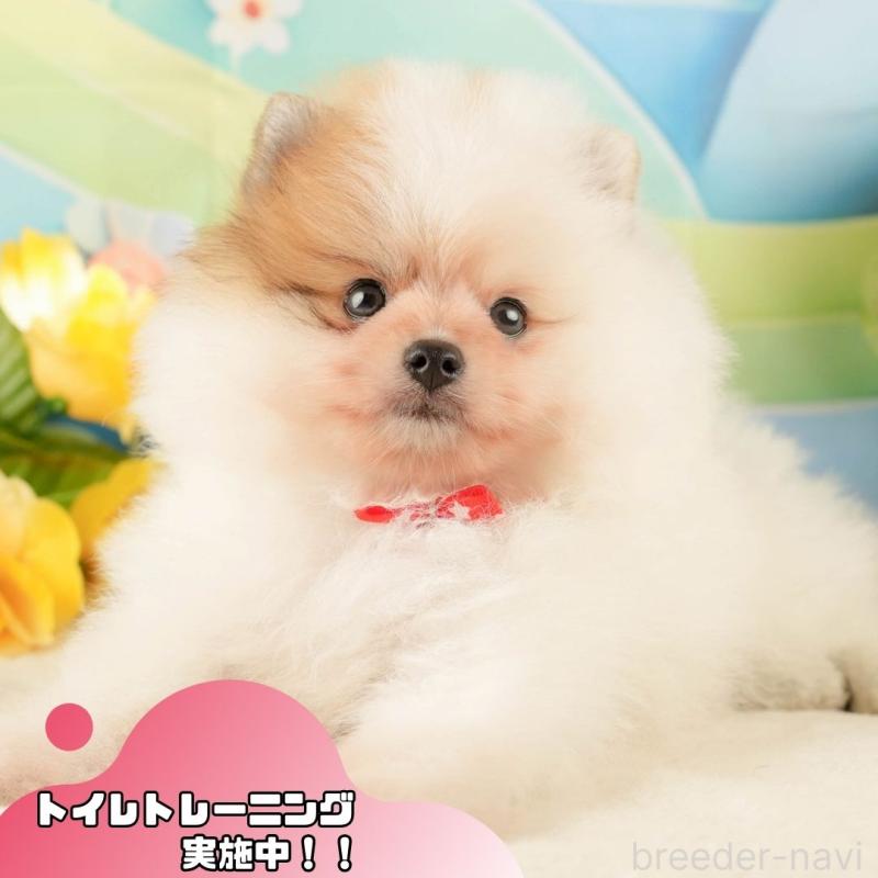 販売中の静岡県のポメラニアン-428529