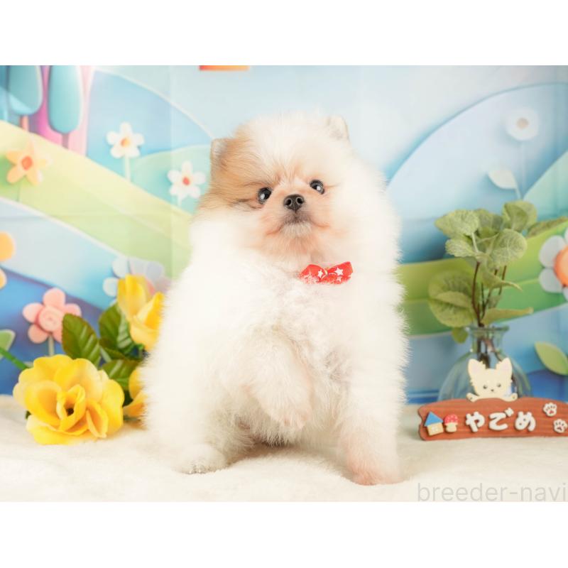 販売中の静岡県のポメラニアン-428529の8枚目