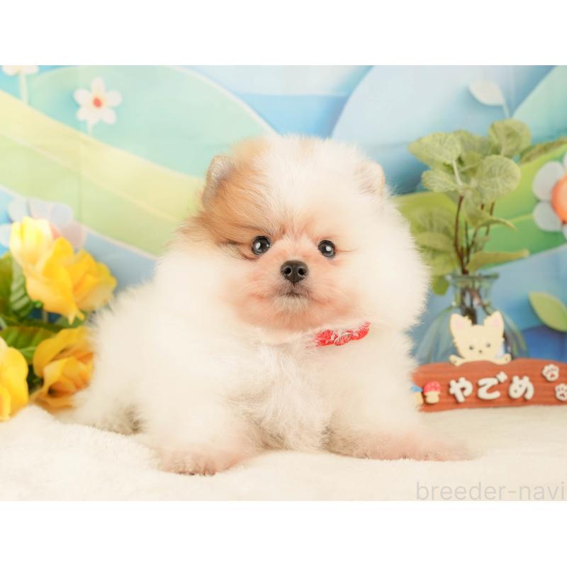 販売中の静岡県のポメラニアン-428529の6枚目