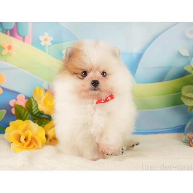 販売中の静岡県のポメラニアン-428529の5枚目