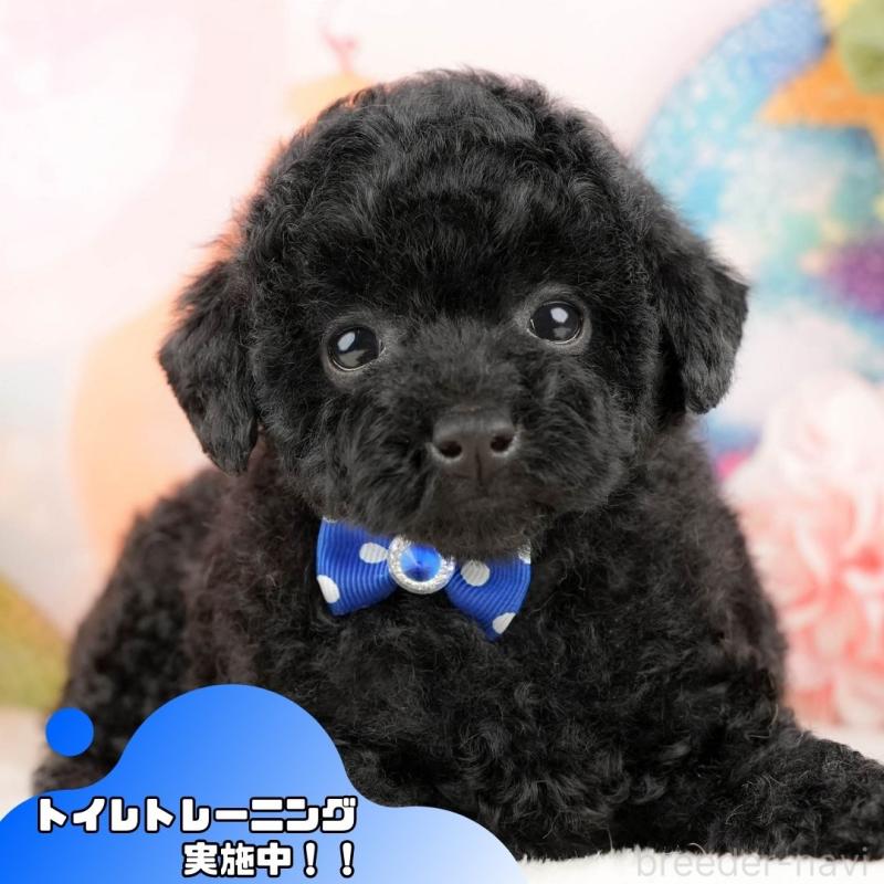 販売中の静岡県のトイプードル-428520