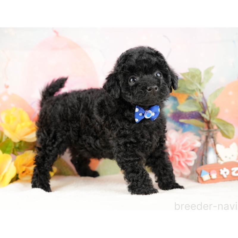 販売中の静岡県のトイプードル-428520の11枚目