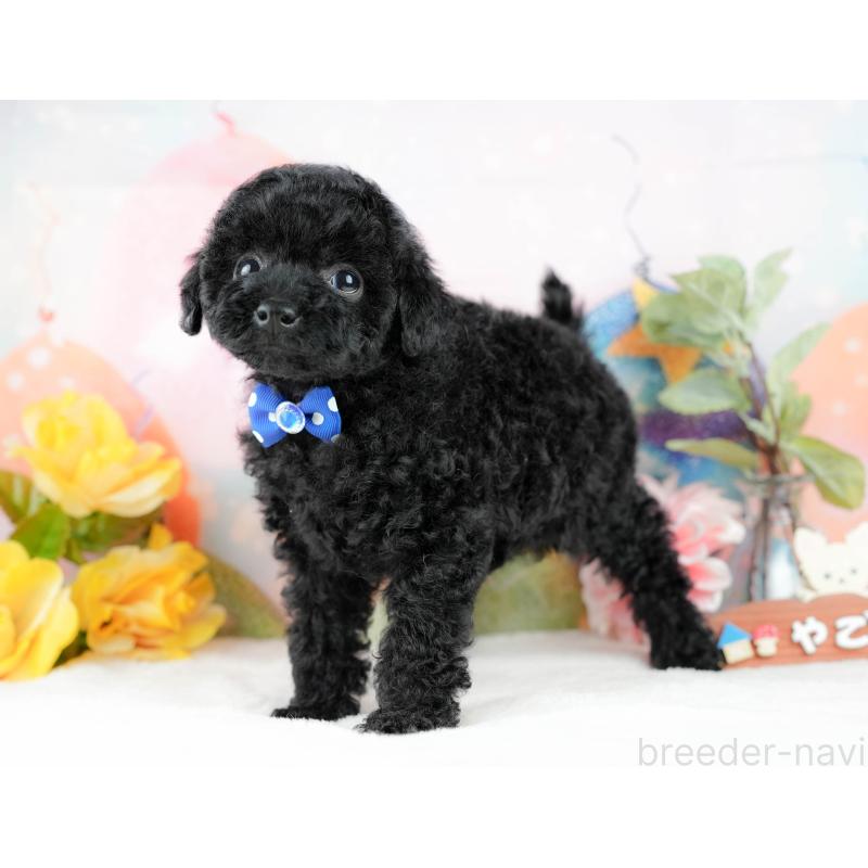 販売中の静岡県のトイプードル-428520の10枚目