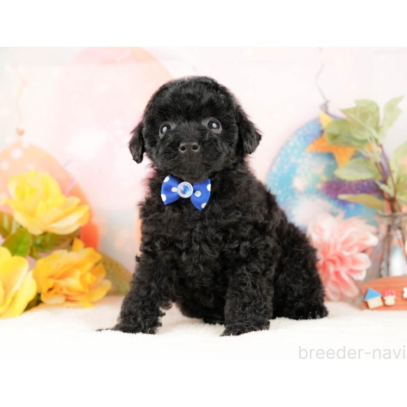 販売中の静岡県のトイプードル-428520の9枚目