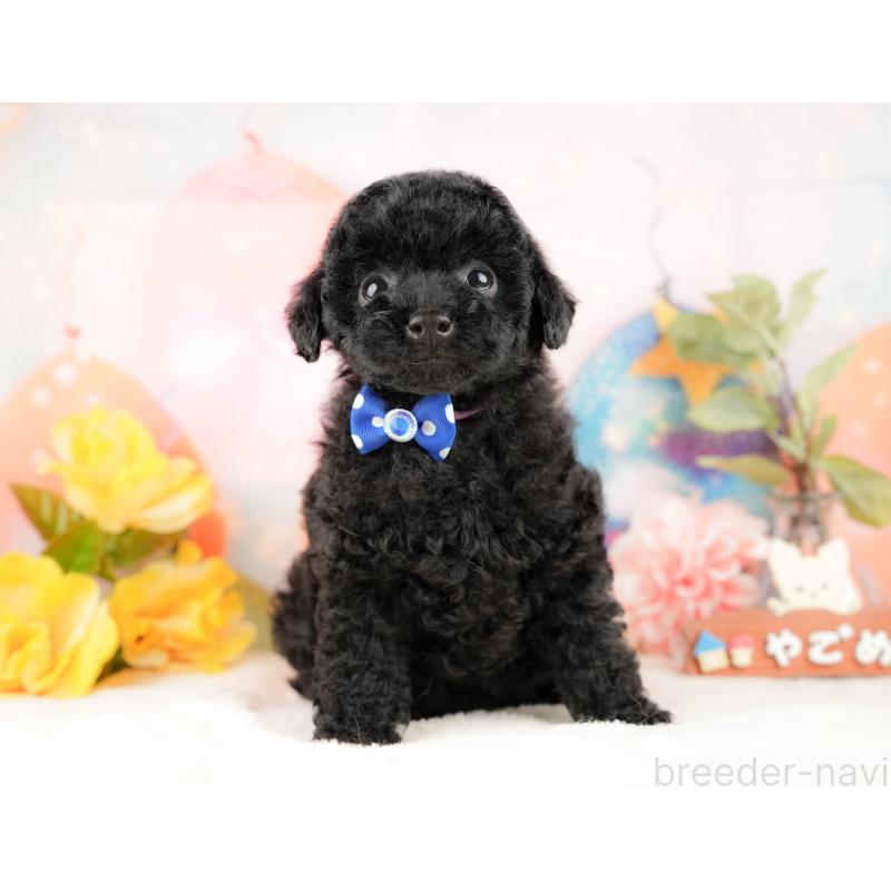 販売中の静岡県のトイプードル-428520の8枚目