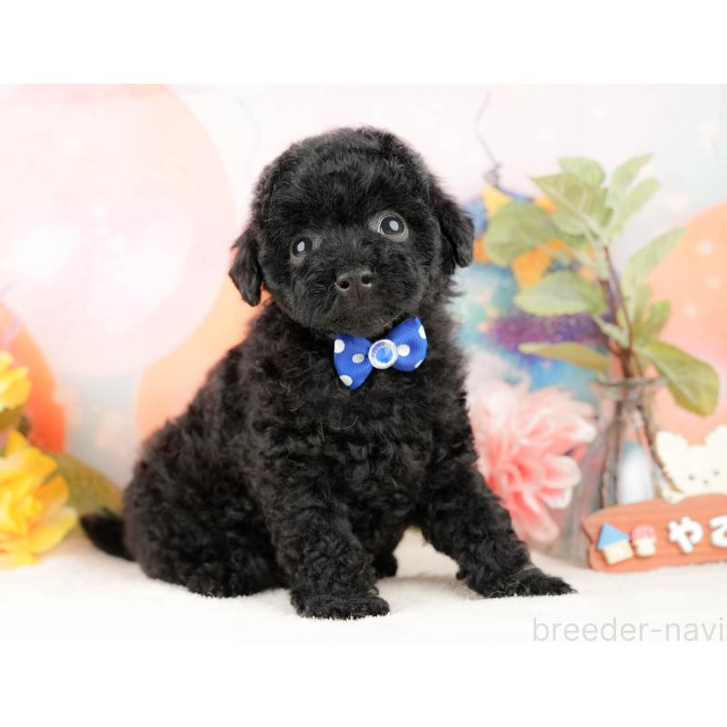 販売中の静岡県のトイプードル-428520の7枚目