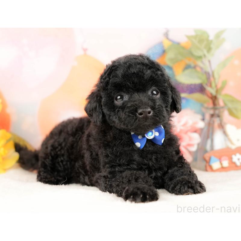 販売中の静岡県のトイプードル-428520の6枚目