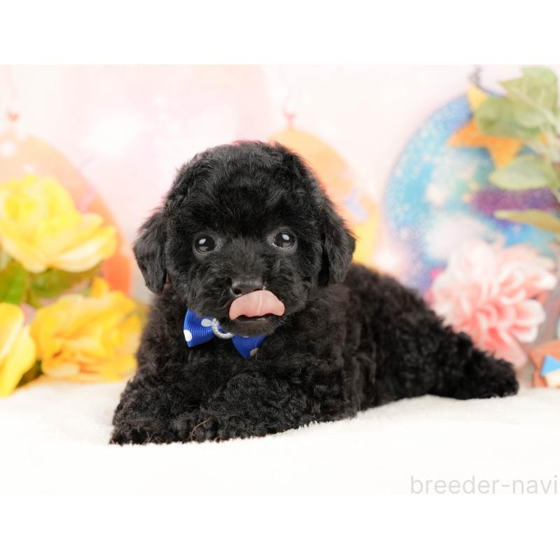 販売中の静岡県のトイプードル-428520の5枚目