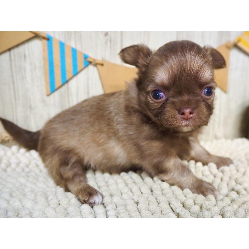 販売中の佐賀県のチワワ(ロングコート)-428454の4枚目