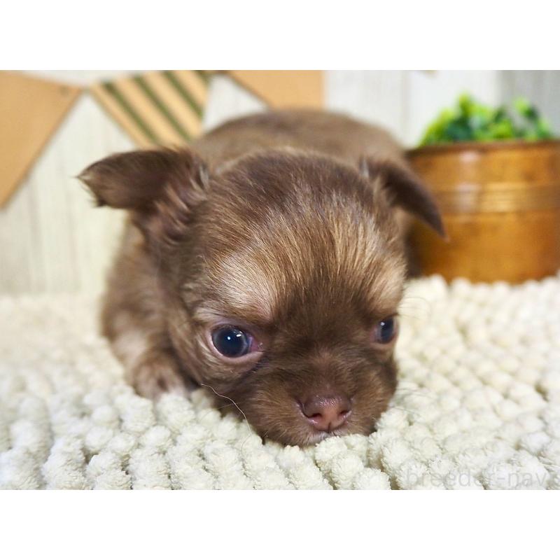 販売中の佐賀県のチワワ(ロングコート)-428454の3枚目