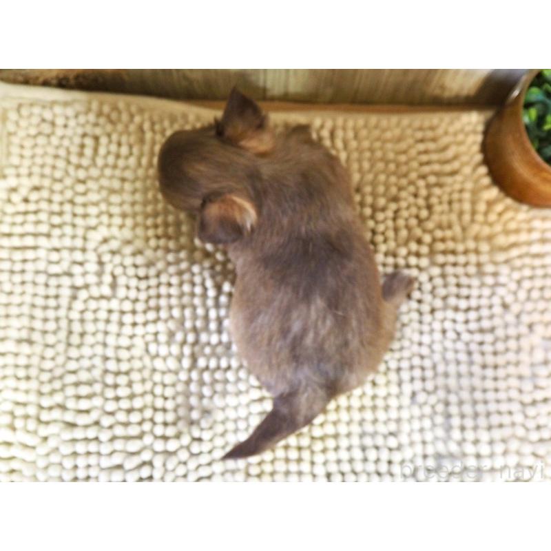 販売中の佐賀県のチワワ(ロングコート)-428454の2枚目