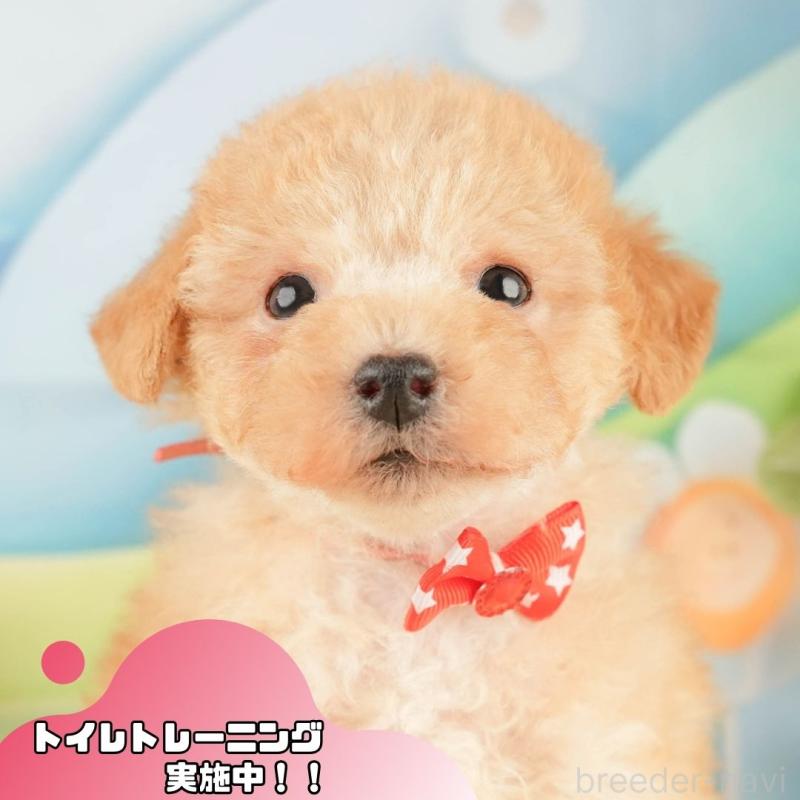 販売中の静岡県のトイプードル-428519