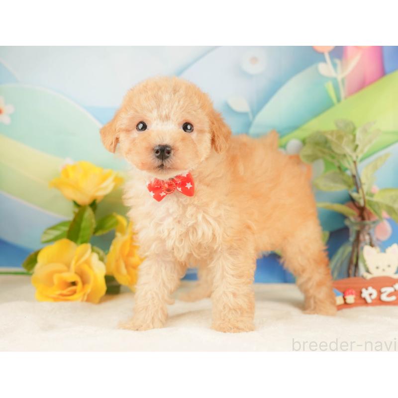 販売中の静岡県のトイプードル-428519の11枚目