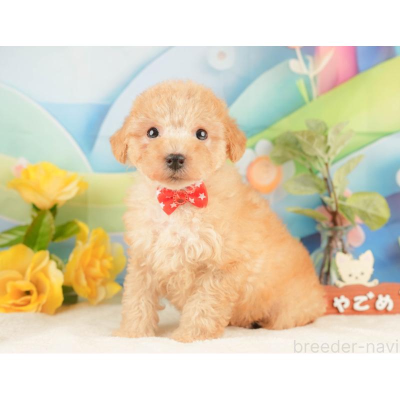 販売中の静岡県のトイプードル-428519の10枚目
