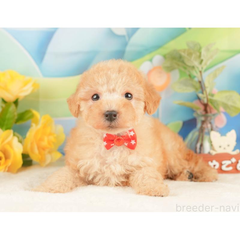 販売中の静岡県のトイプードル-428519の9枚目