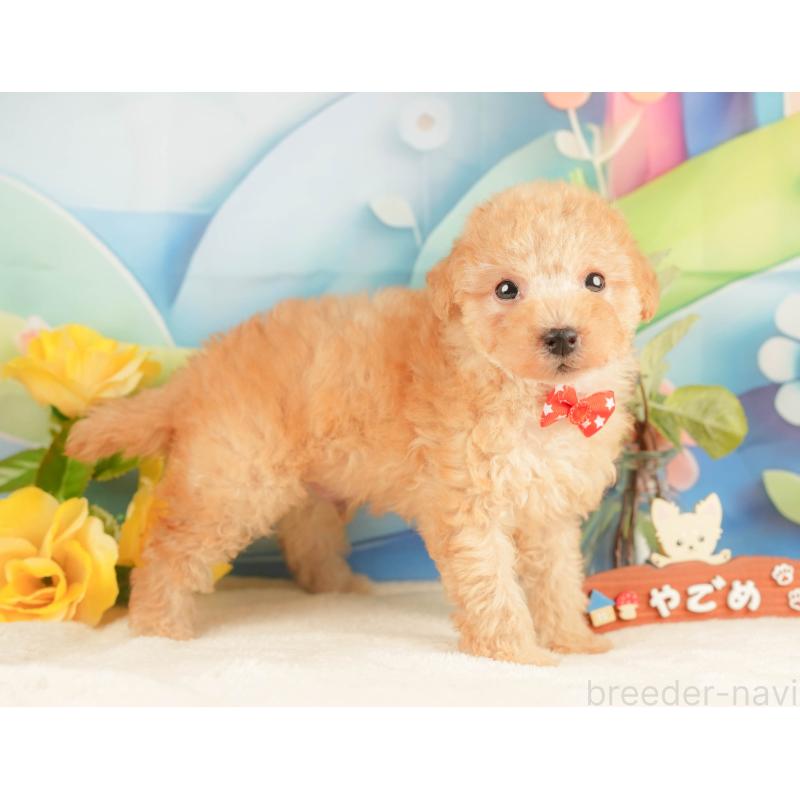 販売中の静岡県のトイプードル-428519の8枚目
