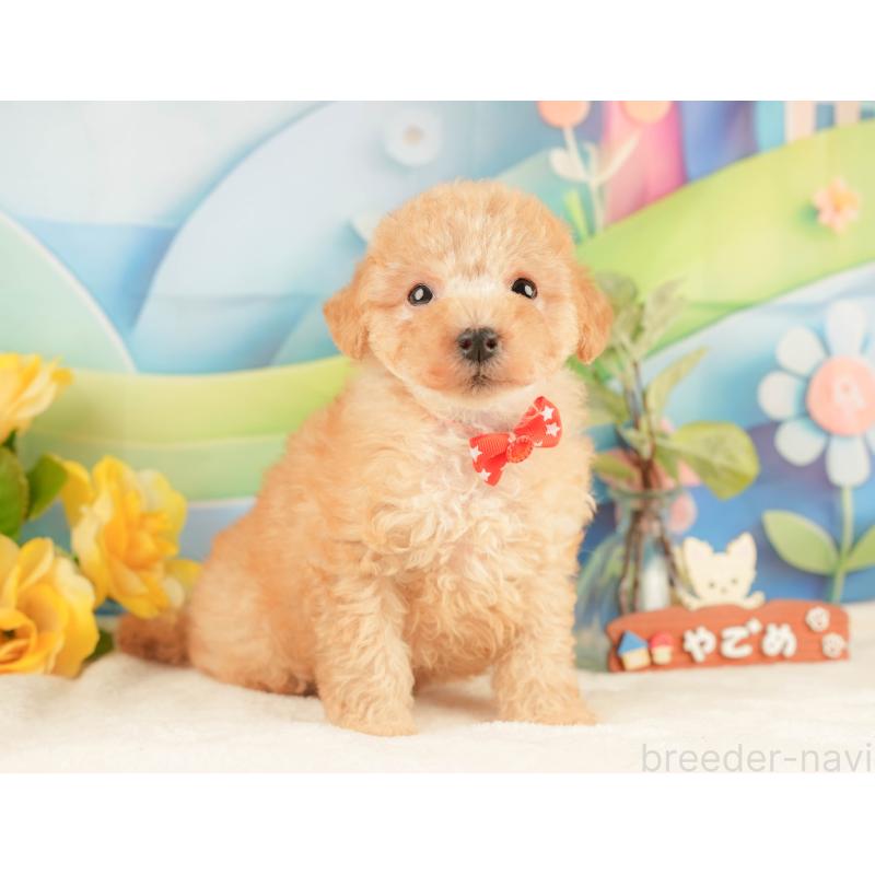 販売中の静岡県のトイプードル-428519の7枚目