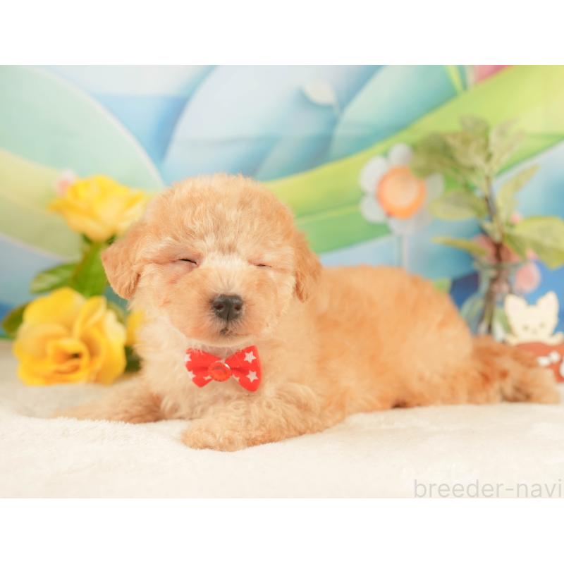 販売中の静岡県のトイプードル-428519の6枚目