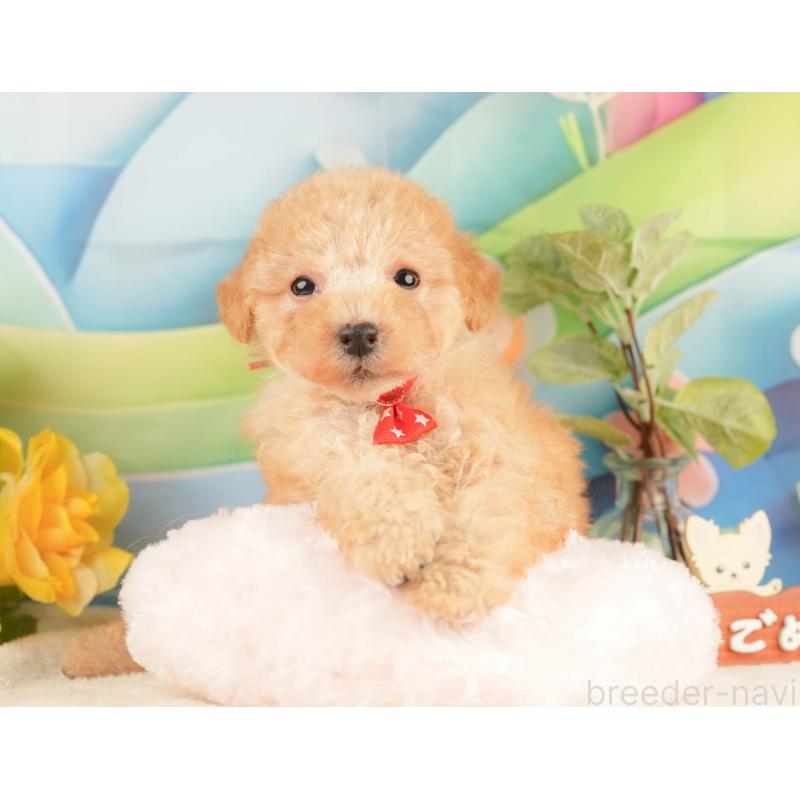 販売中の静岡県のトイプードル-428519の5枚目