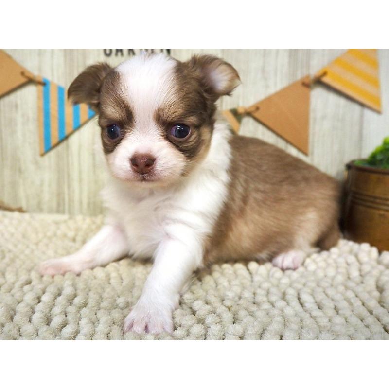 販売中の佐賀県のチワワ(ロングコート)-428455の5枚目