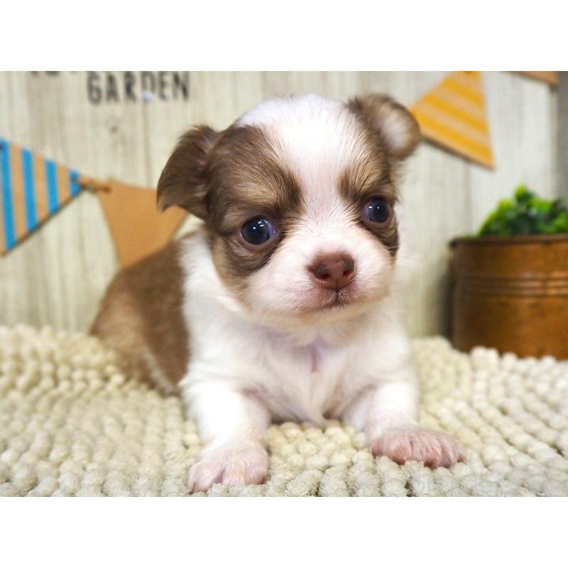 販売中の佐賀県のチワワ(ロングコート)-428455の4枚目