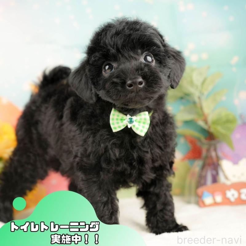 販売中の静岡県のトイプードル-428516の1枚目