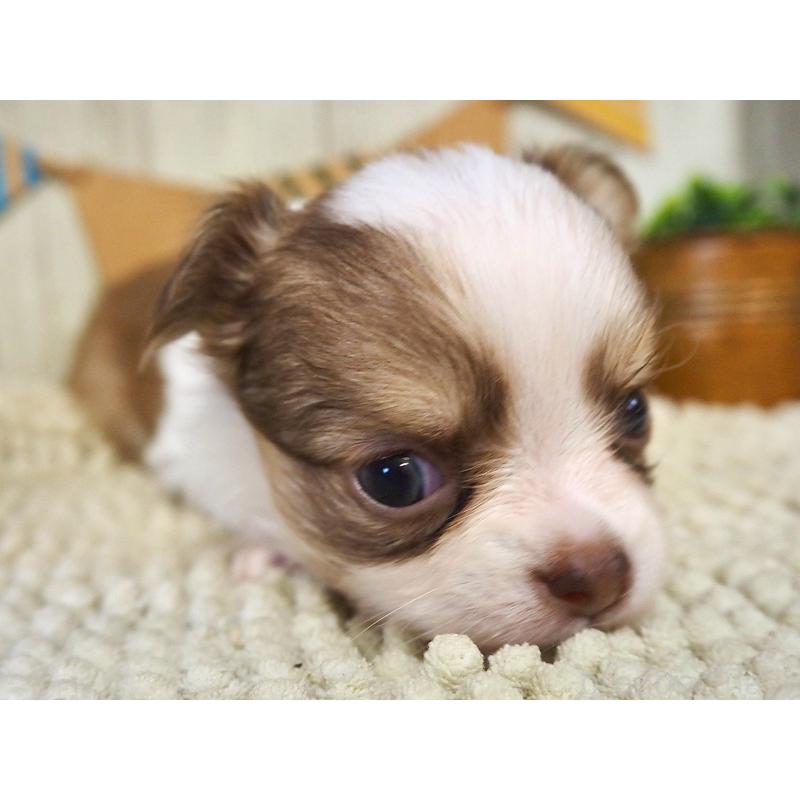 販売中の佐賀県のチワワ(ロングコート)-428455の3枚目