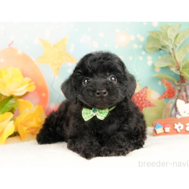 販売中の静岡県のトイプードル-428516の11枚目