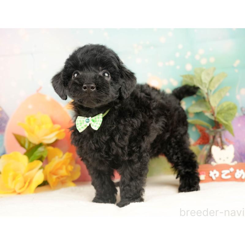 販売中の静岡県のトイプードル-428516の10枚目