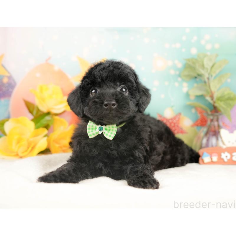 販売中の静岡県のトイプードル-428516の9枚目