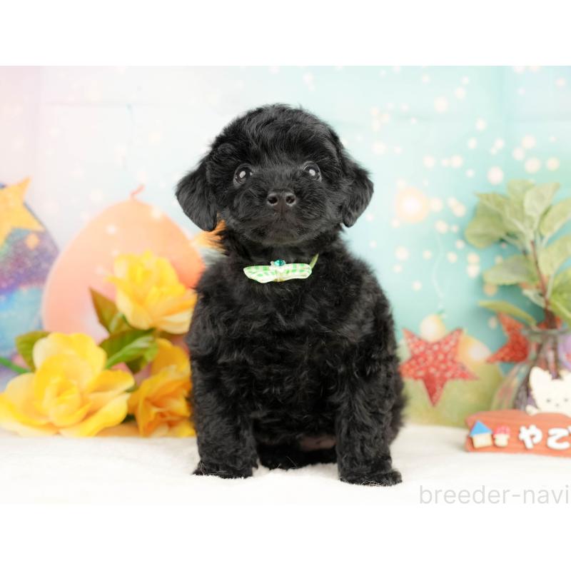 販売中の静岡県のトイプードル-428516の8枚目