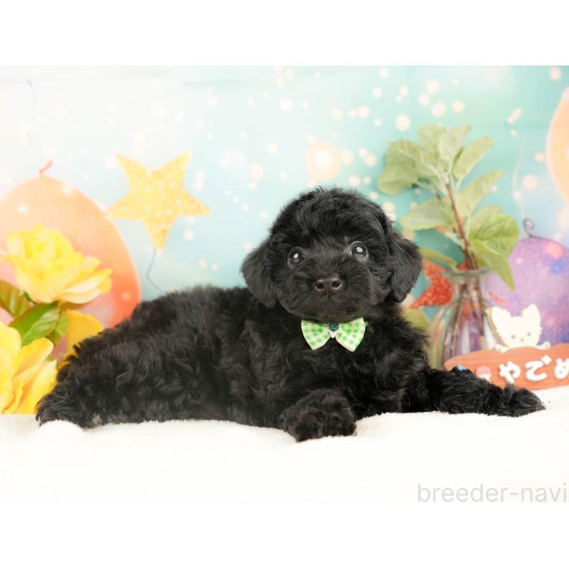 販売中の静岡県のトイプードル-428516の7枚目