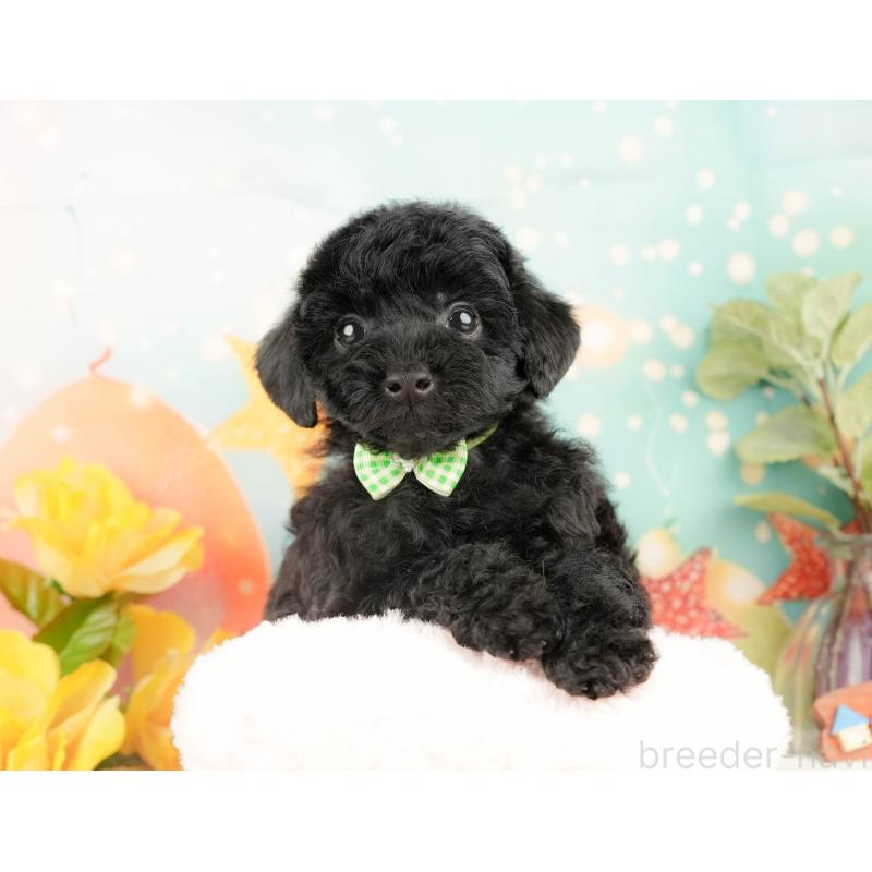 販売中の静岡県のトイプードル-428516の6枚目