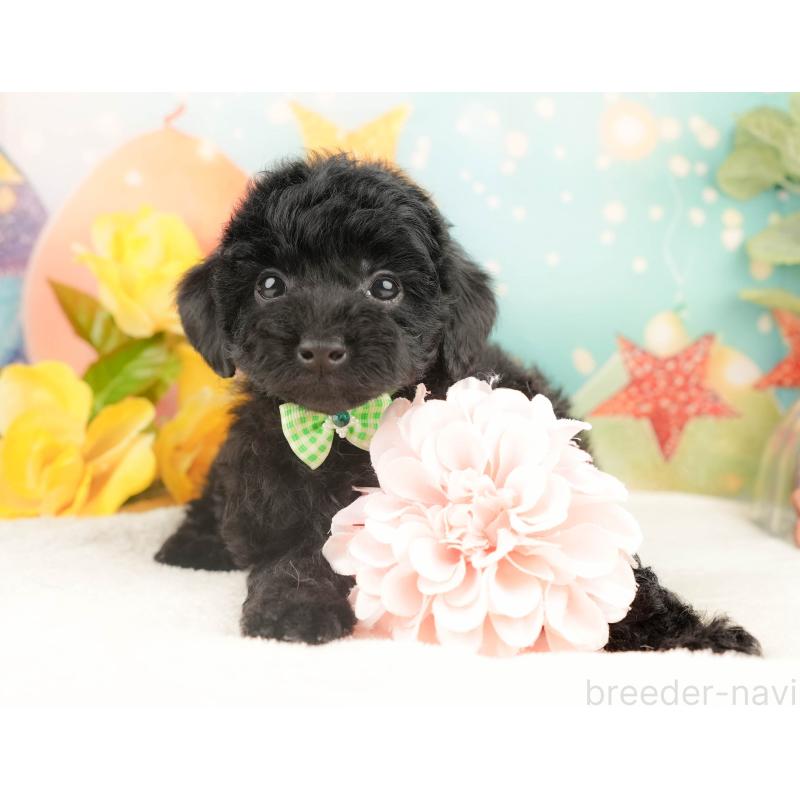 販売中の静岡県のトイプードル-428516の5枚目