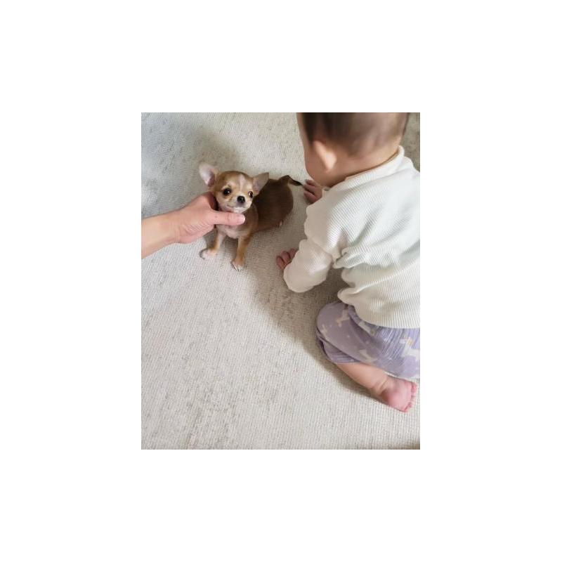 販売中の滋賀県のチワワ(スムースコート)-428456の4枚目