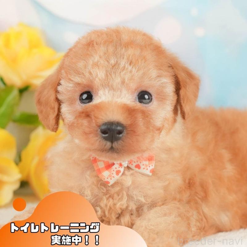 販売中の静岡県のトイプードル-428513