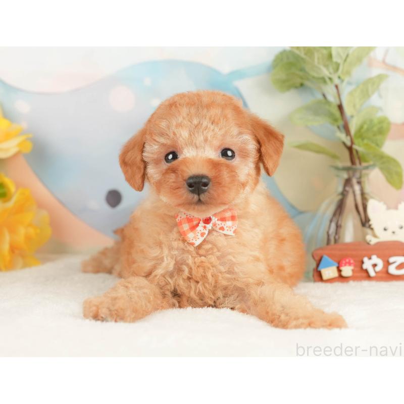 販売中の静岡県のトイプードル-428513の11枚目